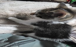 Mixed Breed cats for sale: Friendly playful kittens ready to find thier new  - Image 14