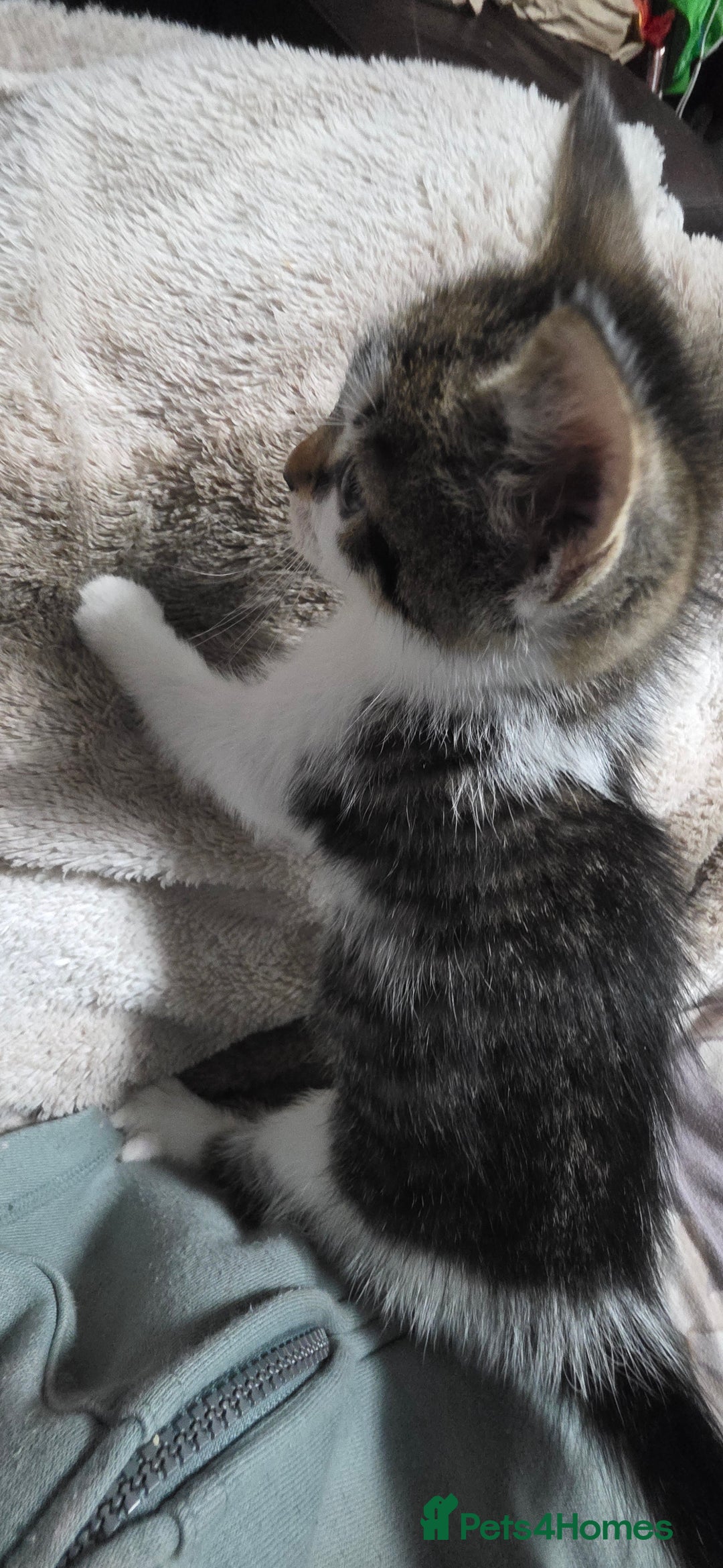 Mixed Breed cats for sale: Friendly playful kittens ready to find thier new  - Image 14