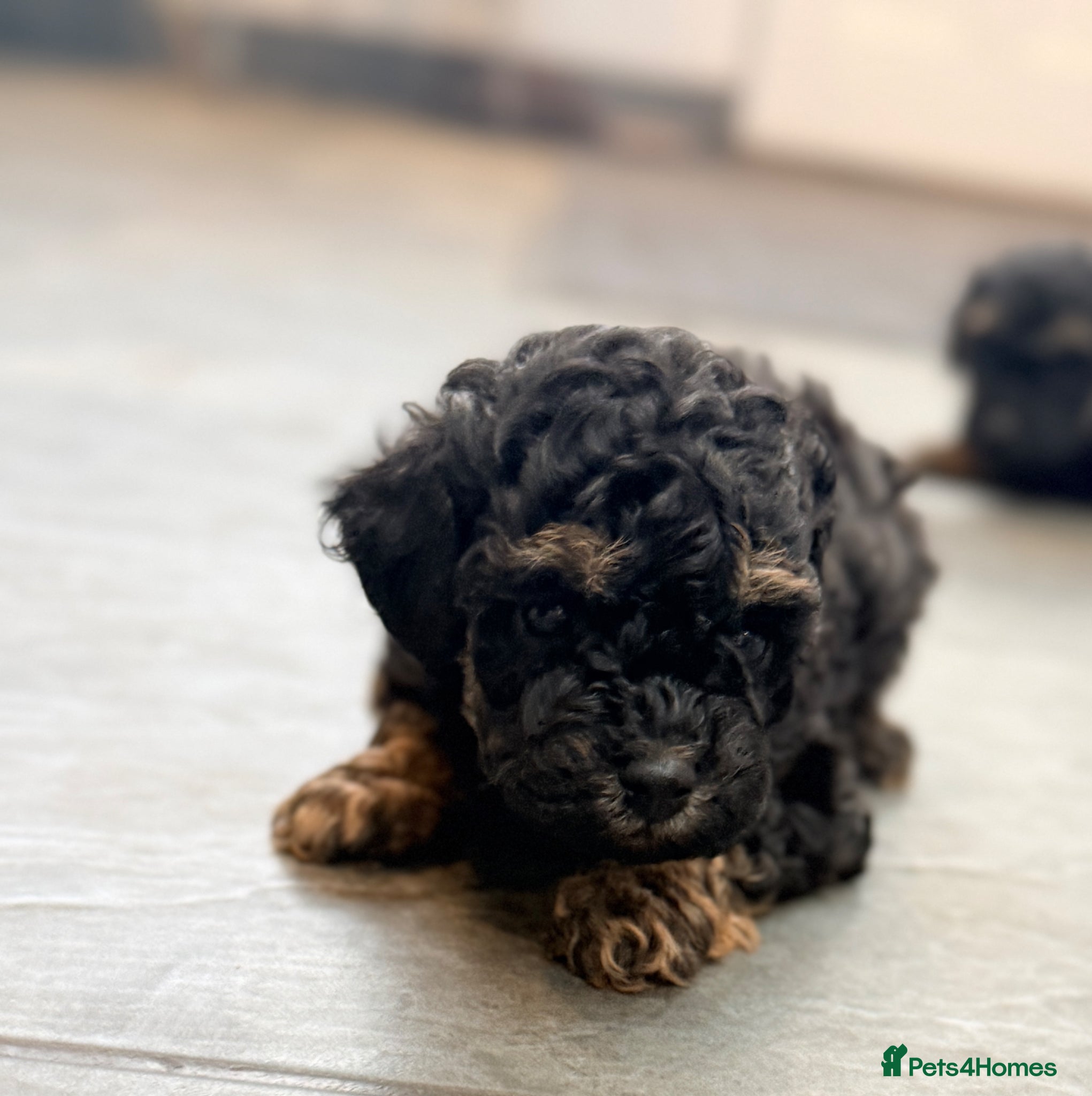 Toy Poodle dogs 3 Stunning Phantom KC Toy Poodle Puppies - Advert 1