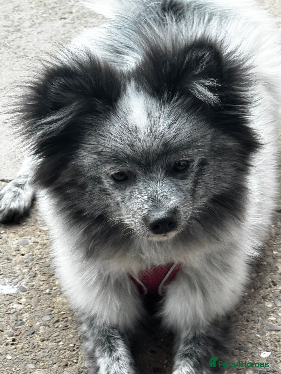 Pomeranian dogs for sale: Merle Pom boy - Image 2