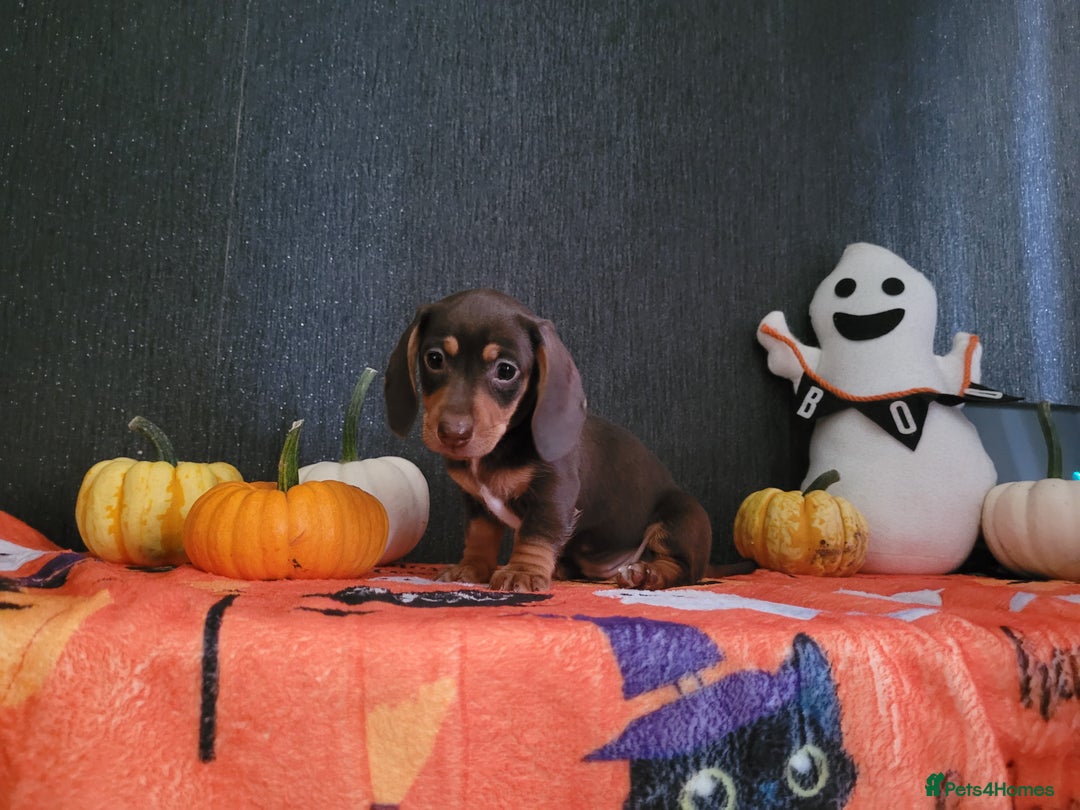 Miniature Dachshund dogs for sale: Miniature dachshunds - Image 5