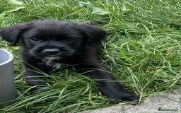 Mixed Breed dogs for sale: Gorgeous Jack x chihauhua pups ❤️ - Image 8