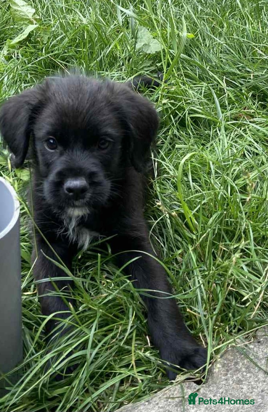 Mixed Breed dogs for sale: Gorgeous Jack x chihauhua pups ❤️ - Image 8