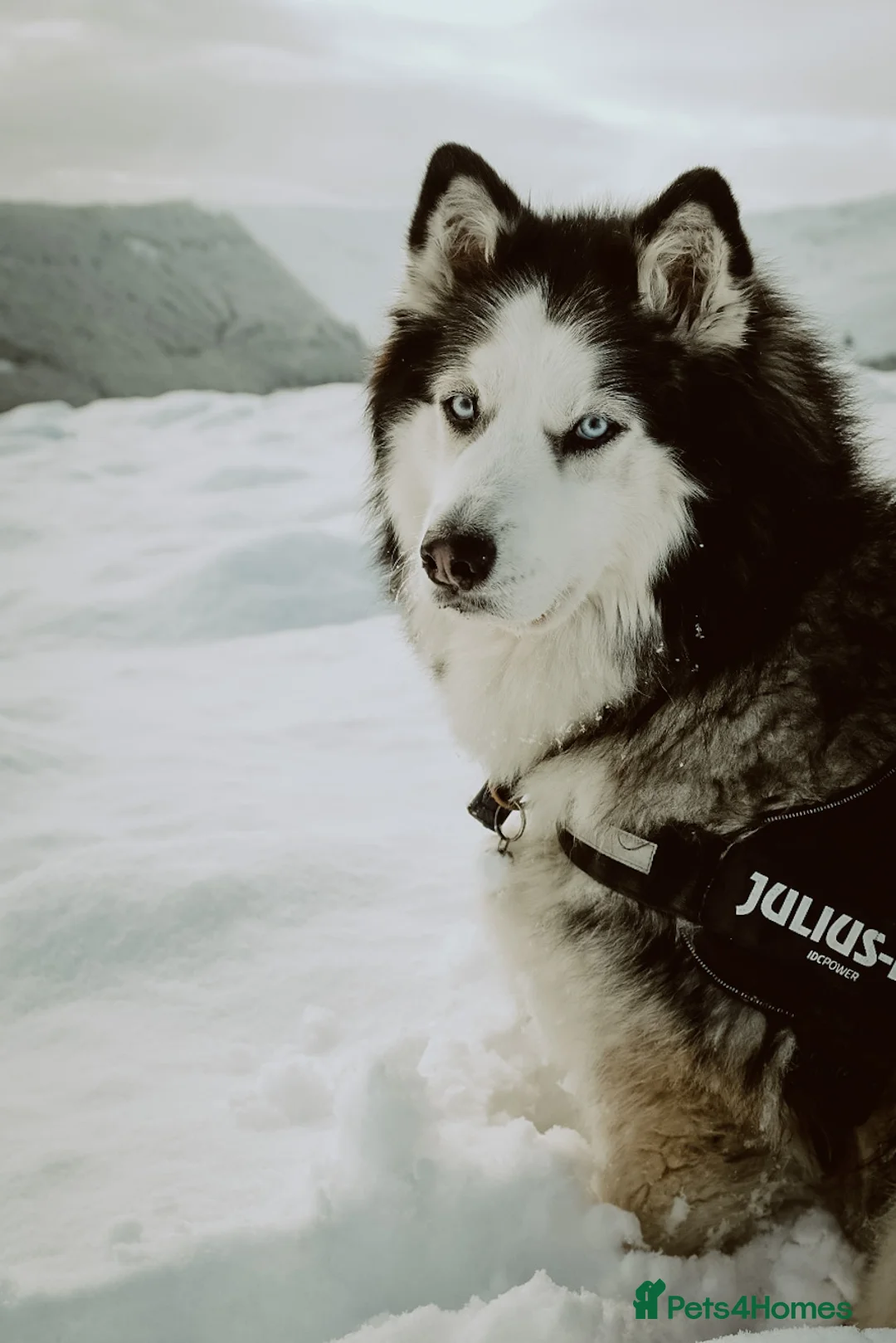 Siberian Husky dogs for sale: 8yr old husky - Advert 2