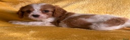 Cavapoo dogs for sale: Stunning cavapoos  - Advert 8