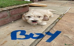 Cockapoo dogs for sale: Beautiful Cockapoo puppies - Image 12