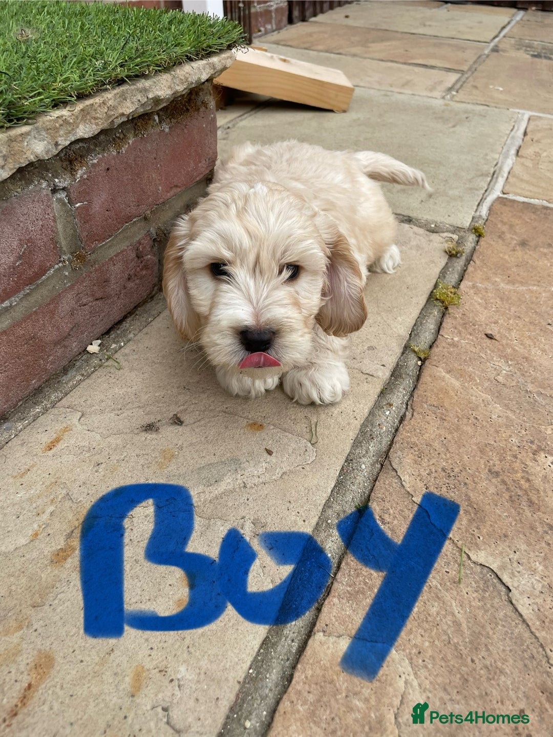 Cockapoo dogs for sale: Beautiful Cockapoo puppies - Image 12