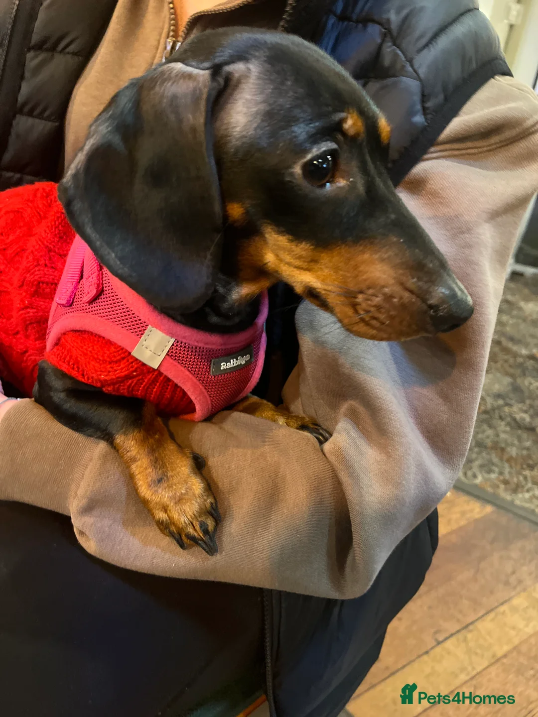 Miniature Dachshund dogs for sale: Female miniature dachshund  - Advert 2