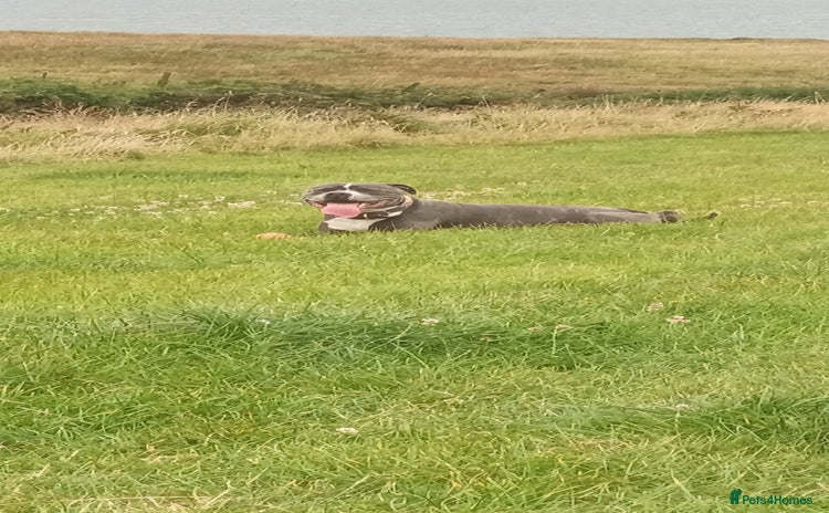 Staffordshire Bull Terrier dogs 'Blu' our handsome boy looking to Stud - Advert 1