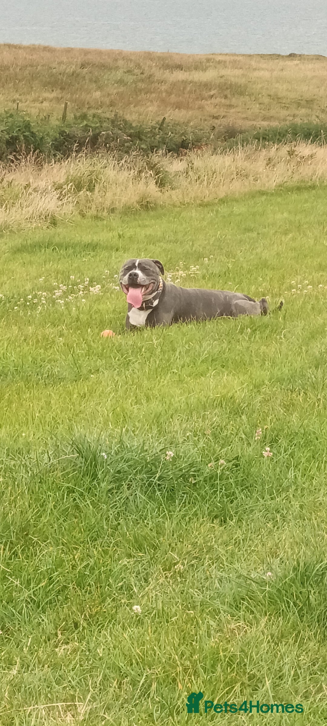 Staffordshire Bull Terrier dogs for stud: 'Blu' our handsome boy looking to Stud - Advert 1