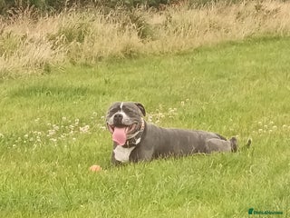 Staffordshire Bull Terrier dogs 'Blu' our handsome boy looking to Stud - Advert 10