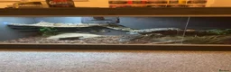 Python Snake reptiles for sale: Adult female royale python lovely temperament  in Windsor - Advert 5