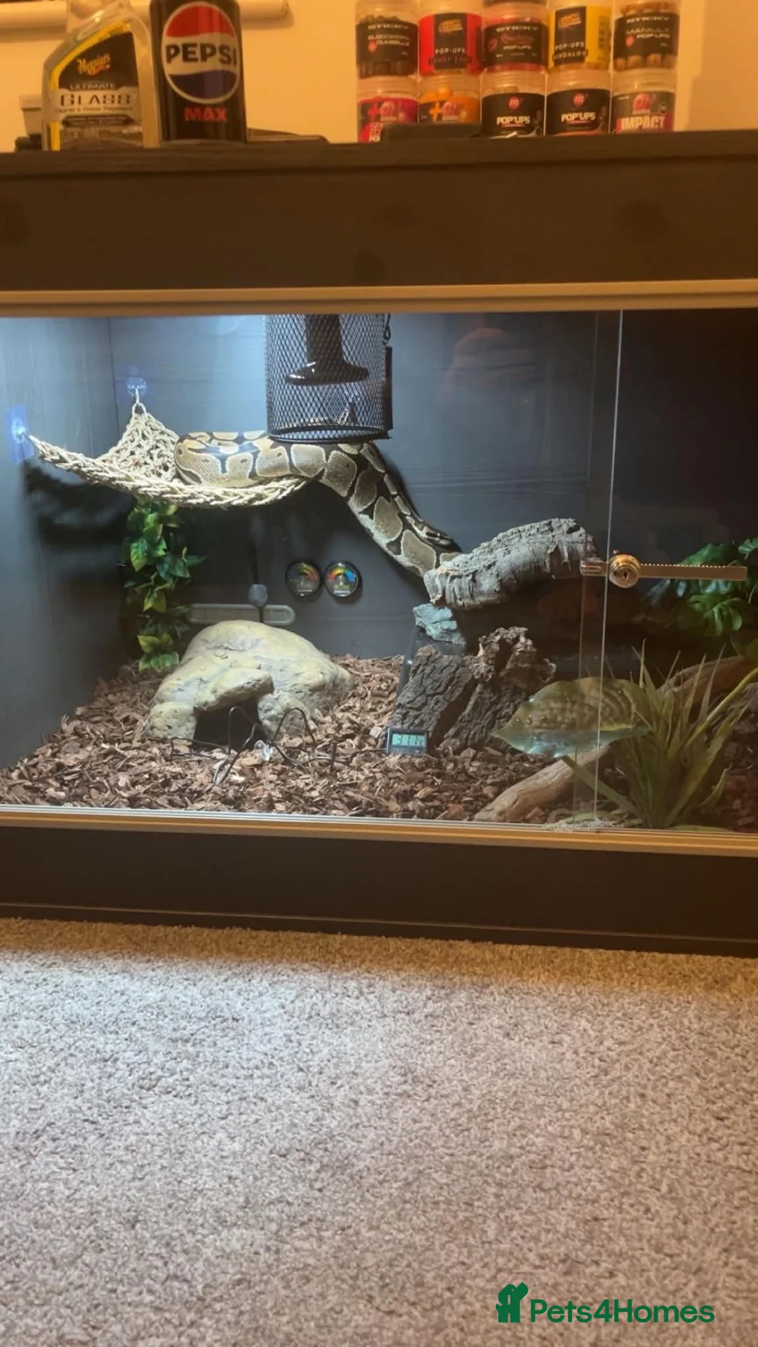 Python Snake reptiles for sale: Adult female royale python lovely temperament  in Windsor - Advert 5