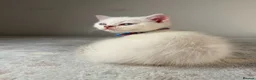 Scottish Fold cats for sale: ⭐️ 5 Beautiful Scottish Folds! ⭐️ - Advert 31