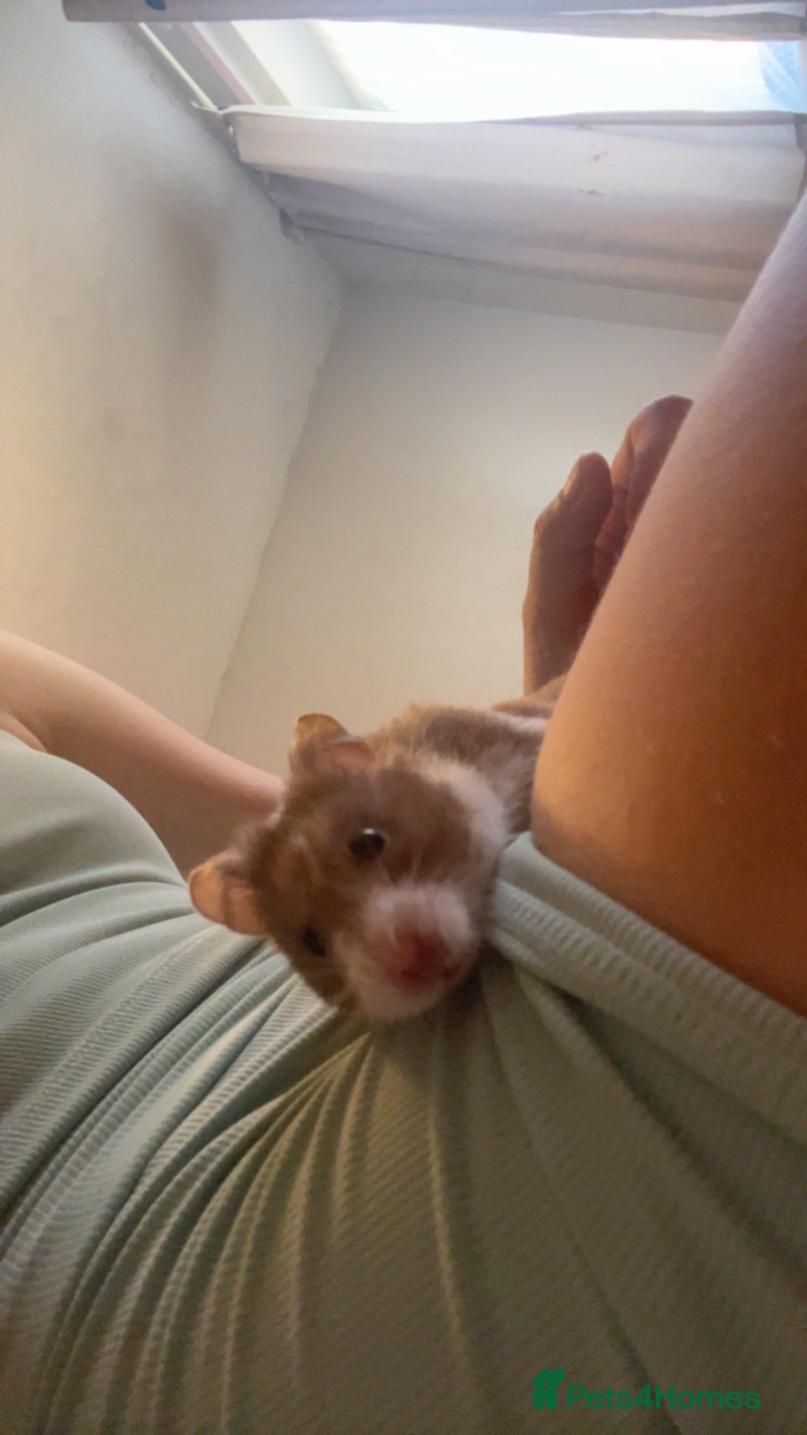 Hamster rodents Syrian hamster for re homing - Advert 1