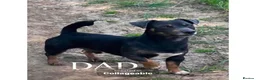 Jackshund dogs for sale: Ready for there forever homes  - Advert 8