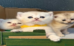 British Shorthair cats for sale: Stunning BSH golden silver kittens TICA - Image 17