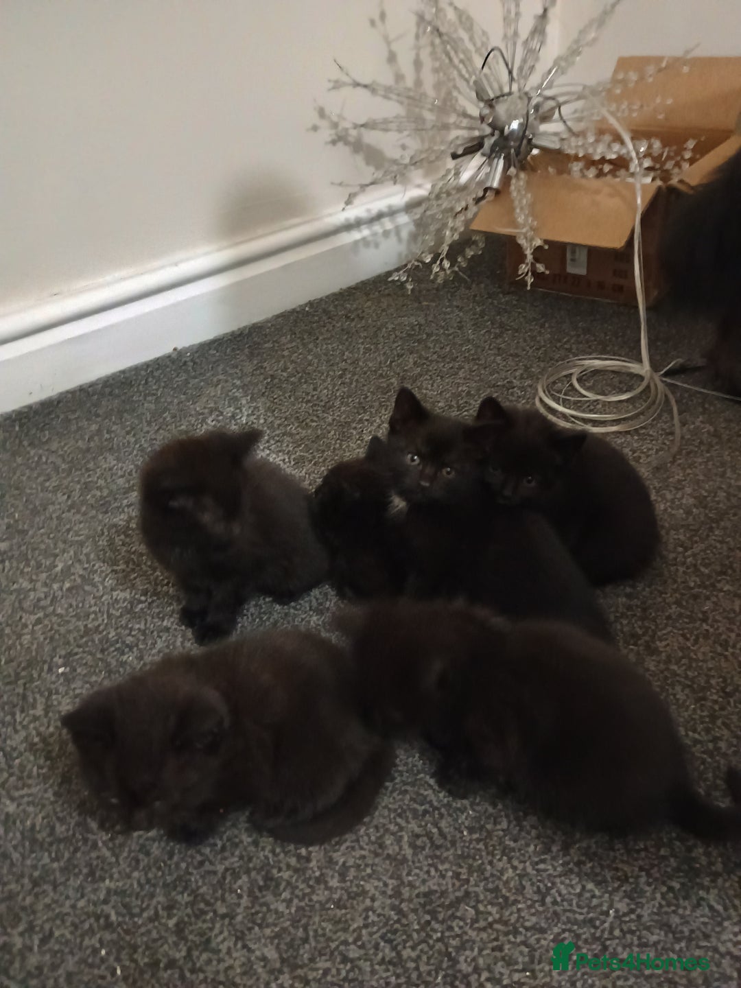 British Shorthair cats for sale: Black short hair kittens  - Advert 6