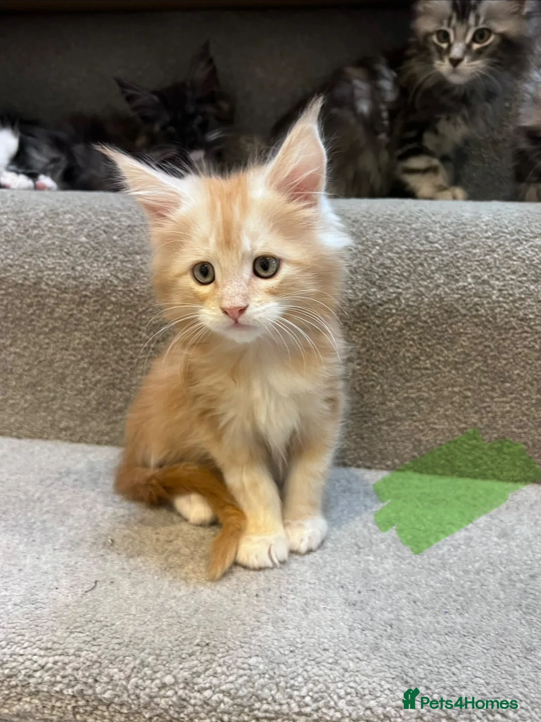 Maine Coon cats for sale: 10kittens 🐱 Ready to leave now  - Advert 1