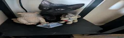 Mixed Breed cats for sale: Kittens - Advert 6
