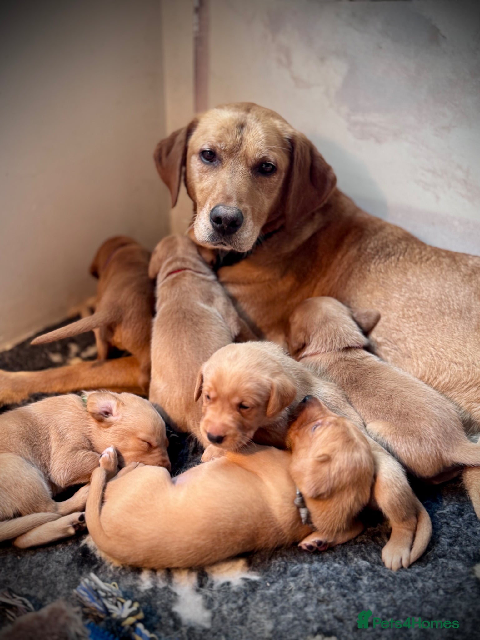 Labrador Retriever dogs Fox Red Labrador Puppies - Advert 12