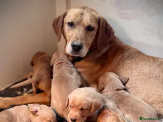 Labrador Retriever dogs Fox Red Labrador Puppies - Advert 1