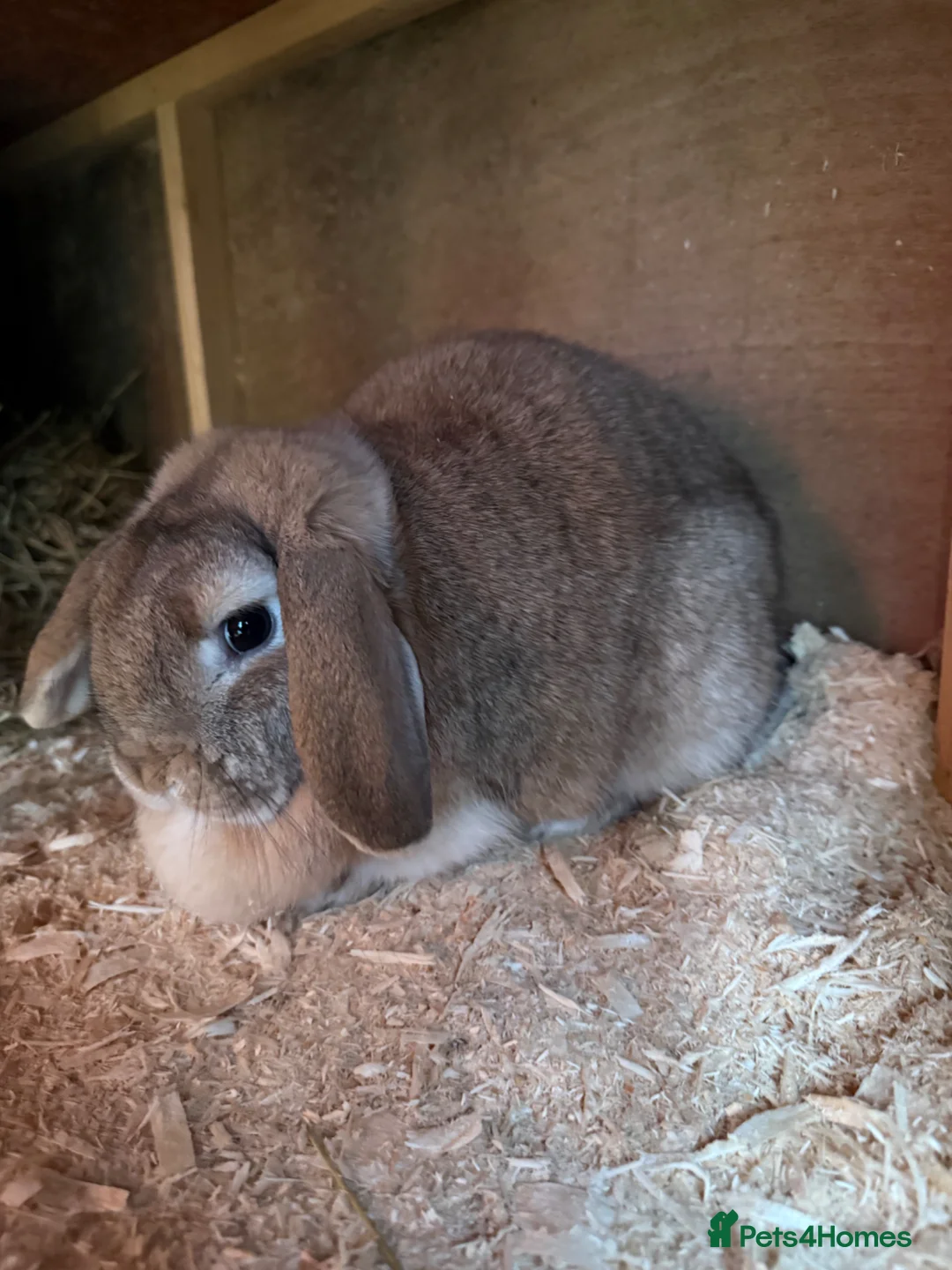 Mini Lop rabbits for sale: Mini lops for sale  in Neath - Advert 3
