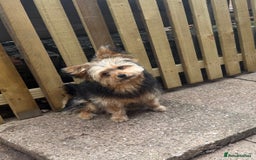 Pomeranian dogs for sale: 10 month old Pomeranian male boy - Advert 3