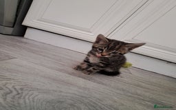 Domestic Shorthair cats for sale: Kittens for sale  - Image 6