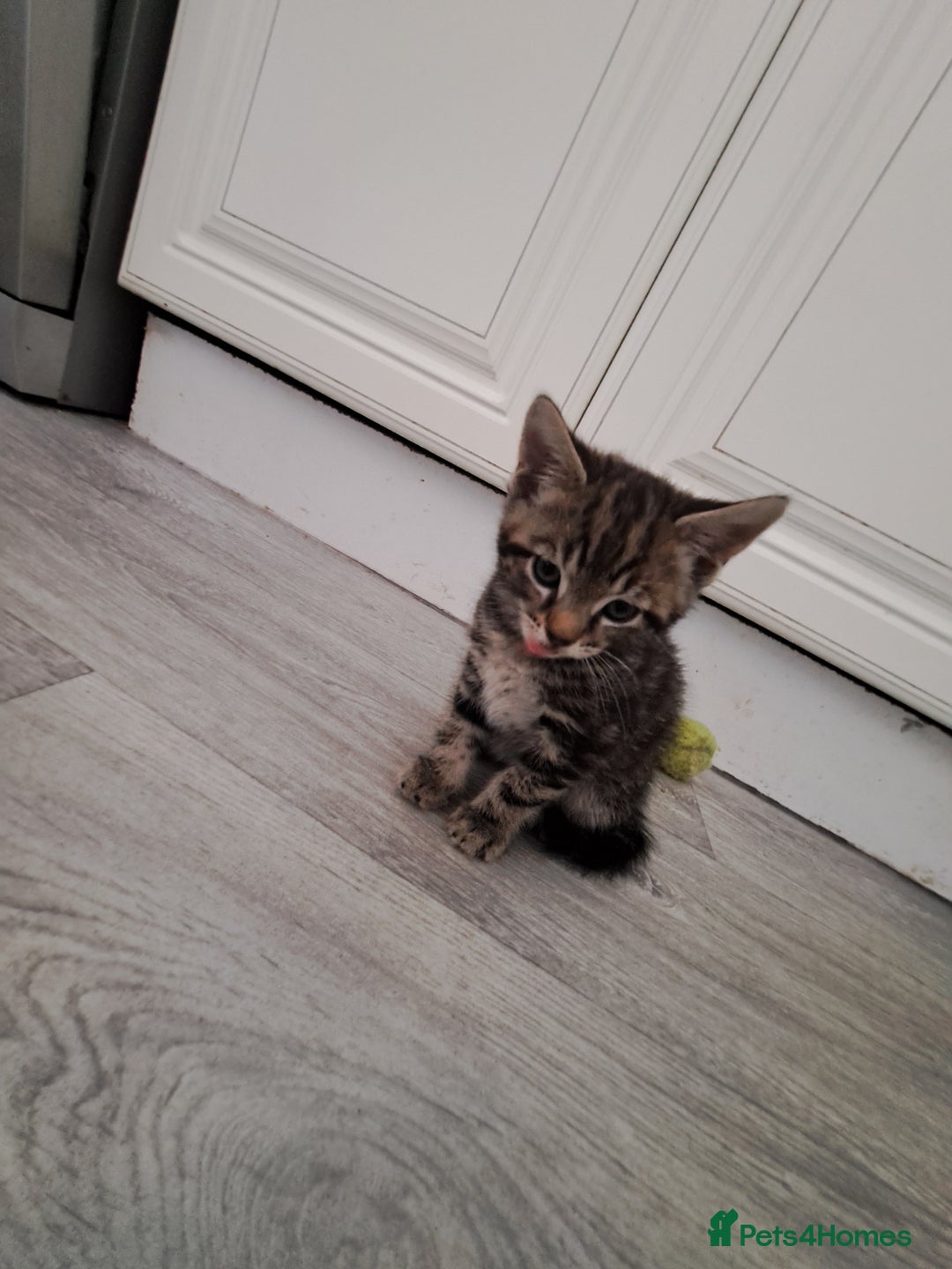 Domestic Shorthair cats for sale: Kittens for sale  - Image 6