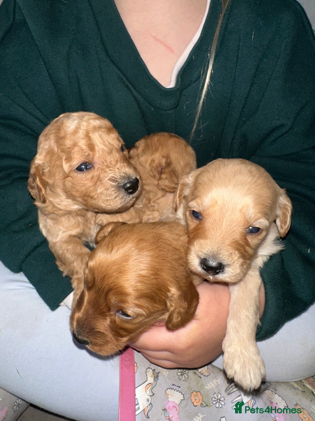 Goldendoodle dogs for sale: Miniature Goldendoodles - Ready Mid December  - Advert 30