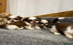 Shih Tzu dogs for sale: Summer Shihtzu Puppies - Image 2