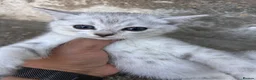 Scottish Fold cats for sale: Scottishfold kittens - Advert 1