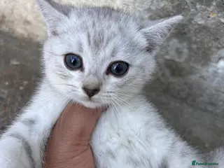 Scottish Fold cats Scottishfold kittens - Advert 11