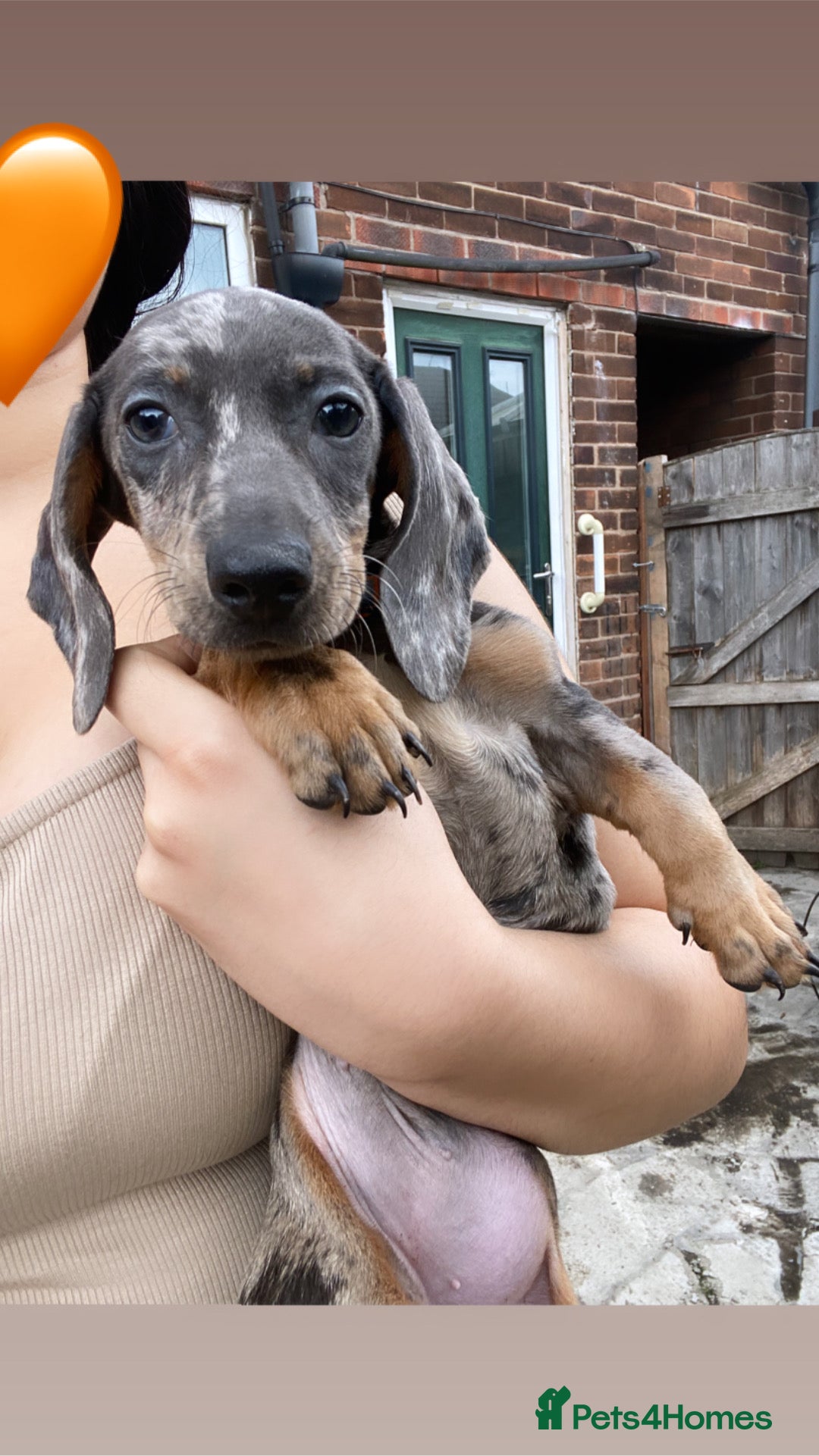 Miniature Dachshund dogs for sale: ONE GIRL LEFT! Gorgeous miniature dachshunds  - Image 4