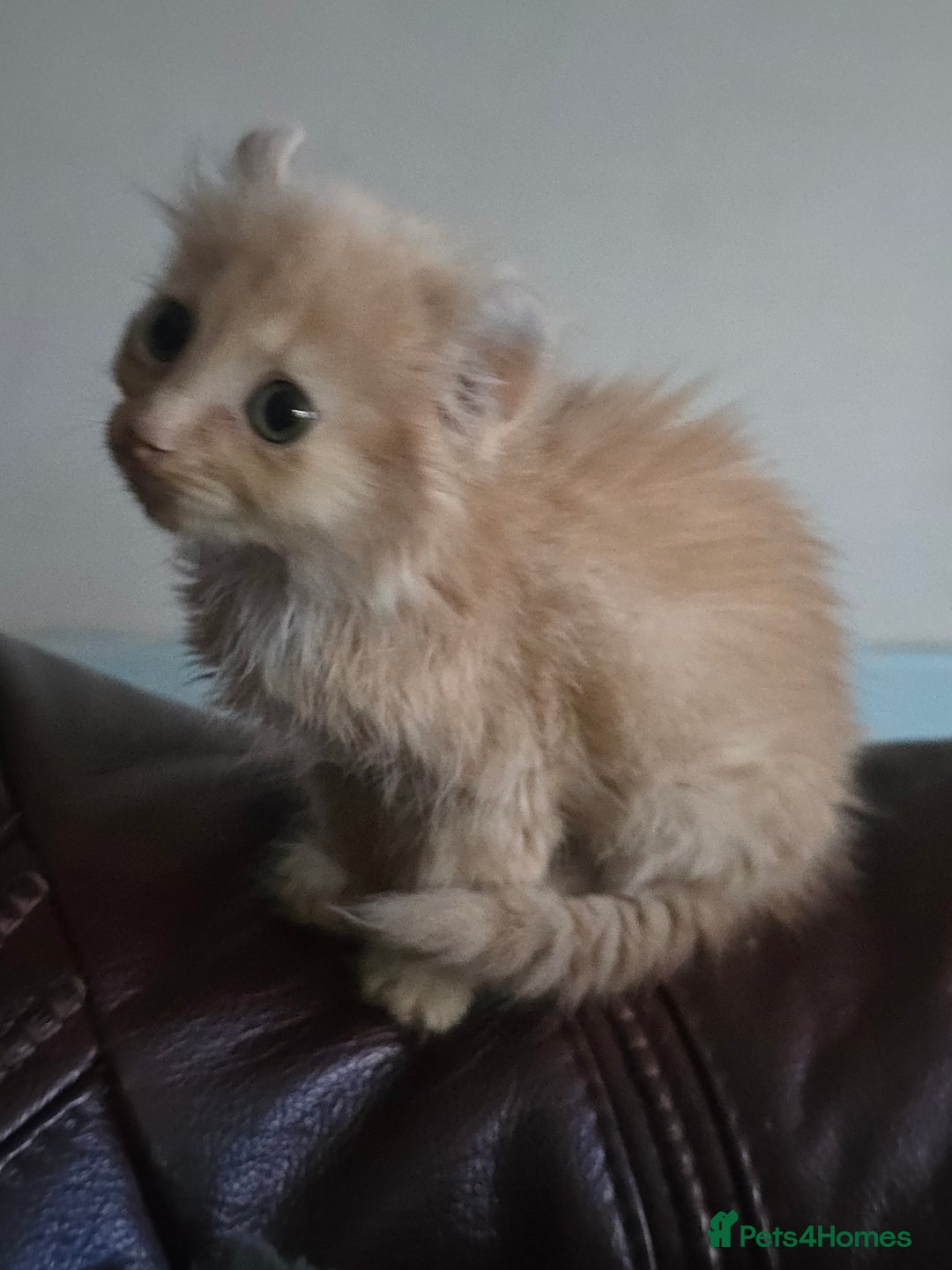 Mixed Breed cats for sale: Beautiful boy and girl  - Advert 17