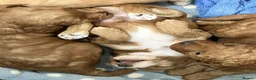 Sproodle dogs for sale: Beautiful Red & Apricot Sproodles - Advert 21