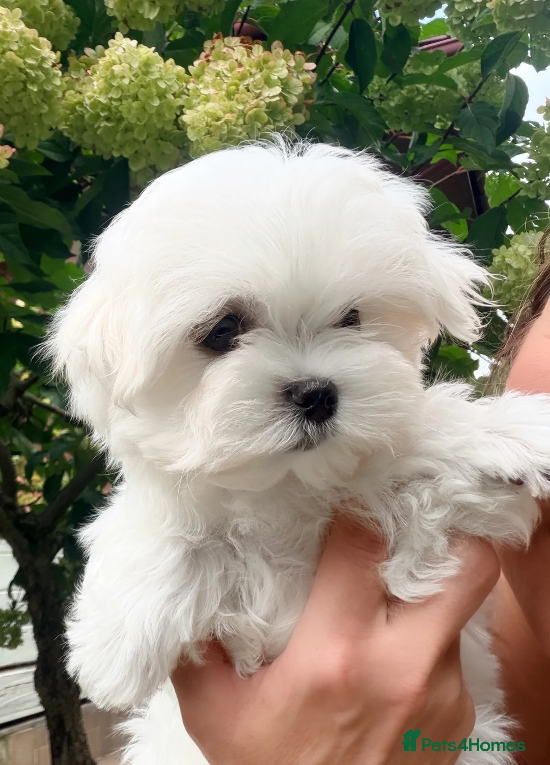 Maltese dogs for sale: Beautiful Mini Maltese Puppy - Korean Bloodlines - Advert 25