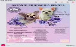 Chihuahua dogs for sale:  Beautiful pedigree chihuahua puppies KC champions - Image 7