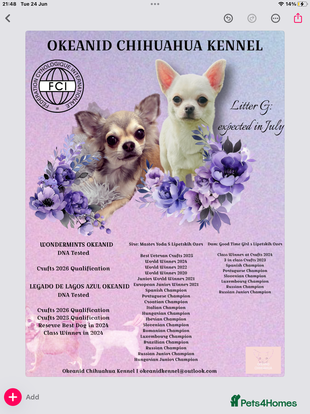 Chihuahua dogs for sale:  Beautiful pedigree chihuahua puppies KC champions - Image 7