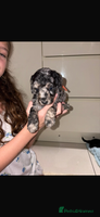 Miniature Poodle dogs Miniature Merle poodle puppies 🌈🐶❤️ - Advert 4