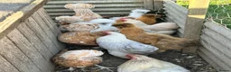 Chickens poultry for sale: Point of lay chickens for sale - Advert 8
