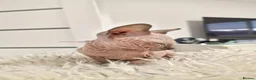 Sphynx cats for sale: Full pedigree sphynx kittens  - Advert 4