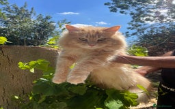 Maine Coon cats for sale: STUNNING MAINE COON - Image 1
