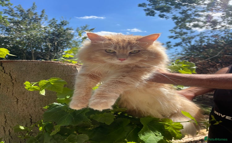 Maine Coon cats - Advert 15