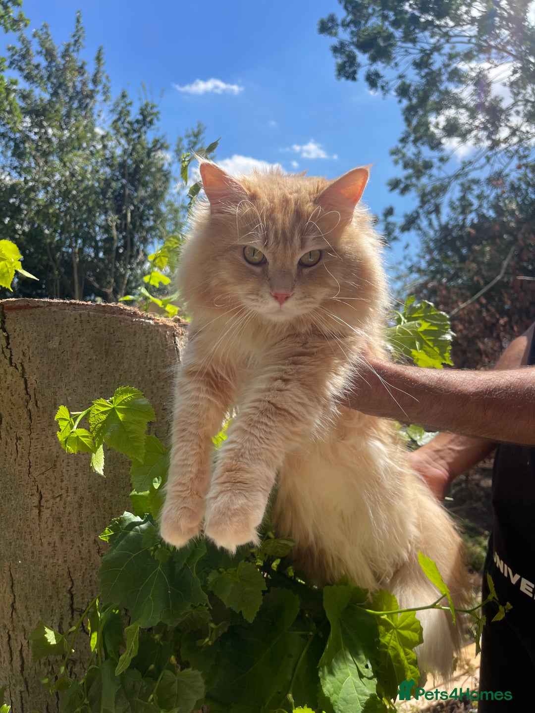 Maine Coon cats for sale: STUNNING MAINE COON - Image 1