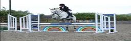 Connemara horses for sale: Dana, Connemara Mare in Crook - Advert 1