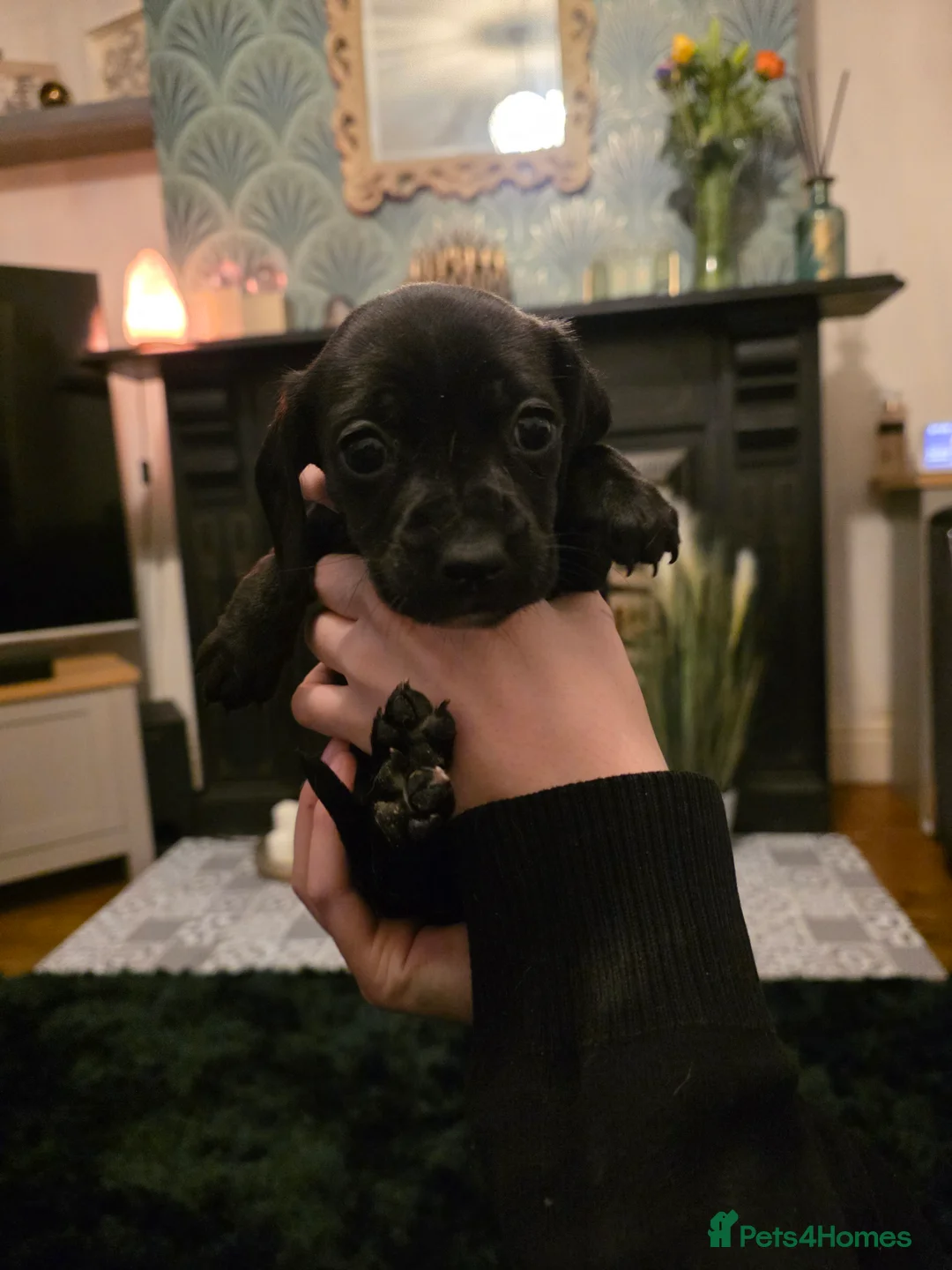 Doxiepoo dogs for sale: 4 beautiful daschund puppies for sale - Advert 4
