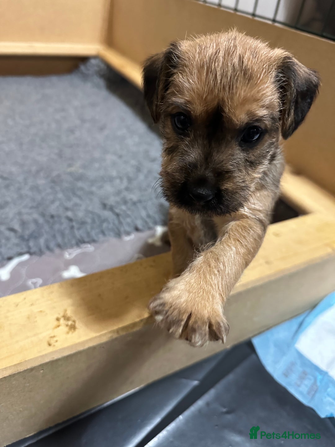 Patterdale Terrier dogs for sale: 5 Gorgeous Patterdale Puppies  - Advert 26