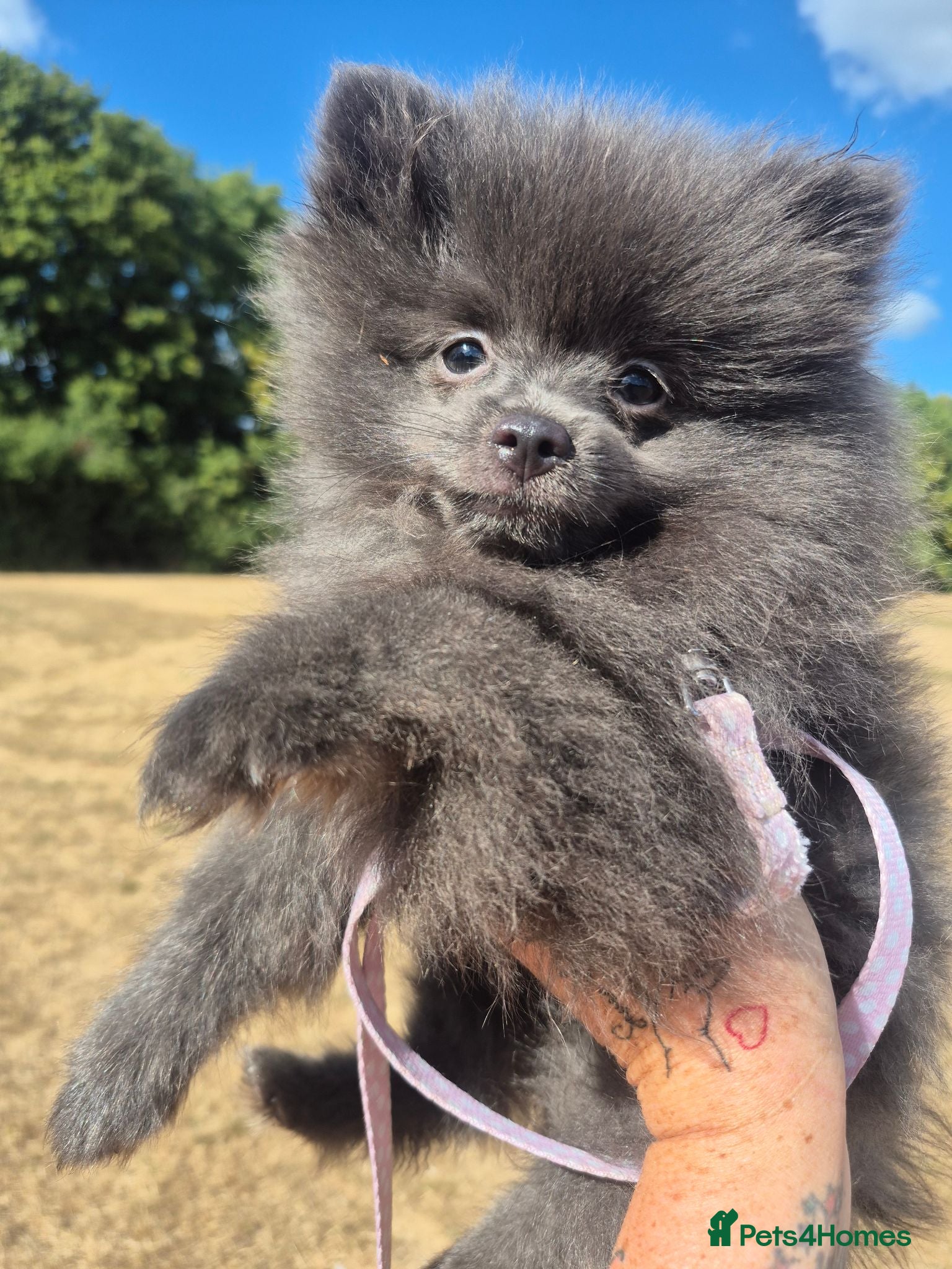 Pomeranian dogs Mini pomeranian puppies Russian bloodlines - Advert 8